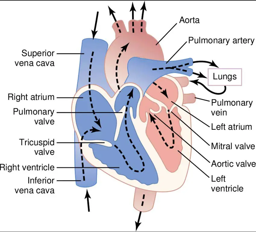 Fibonacci Series and Coronary Anatomy - Heart, Lung and Circulation