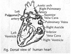 The External Structure Of Human Heart 300x226 
